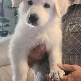 Berger Blanc Suisse Puppies from Absolute Dream White Swiss Shepherds