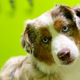 Miniature American Shepherds, Miniature Australian Shepherds, and Toy Australian Shepherds from Iron Spirit Homestead & Aussies
