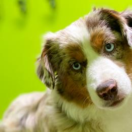 Miniature American Shepherds, Miniature Australian Shepherds, and Toy Australian Shepherds from Iron Spirit Homestead & Aussies