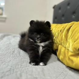 Pomeranian Puppies from Premium Pom’s