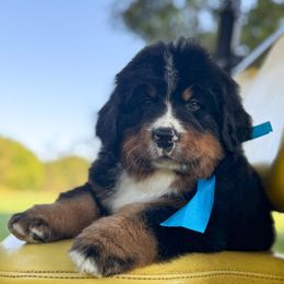 Clyde - Black and rust male Bernese Mountain Dog puppy in Purcell, Oklahoma from Swiss Berner Bears