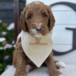 Purple Collar Girl - Goldendoodle puppy in Los Alamitos, California from Given Doodles
