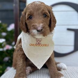 Purple Collar Girl - Goldendoodle puppy in Los Alamitos, California from Given Doodles
