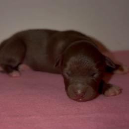 Tulip - Red & white female Australian Shepherd puppy in Windsor, New York from Double B Aussies