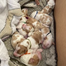 Brittany Puppies from Rabeau’s Genuine Brittany‘s