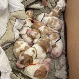 Brittany Puppies from Rabeau’s Genuine Brittany‘s