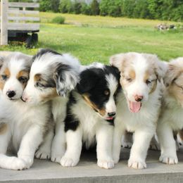 Australian Shepherd Puppies from Real McCoy Australian Shepherds