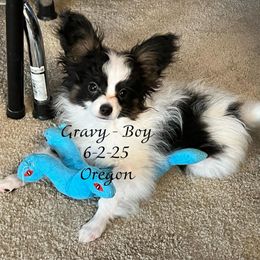 Boy 4 - male Papillon puppy in Portland, Oregon from Deragon Papillons