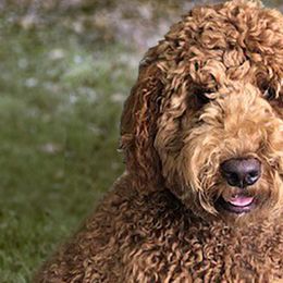 Goldendoodles and Poodles from Black Barn Kennel