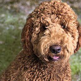 Goldendoodles and Poodles from Black Barn Kennel