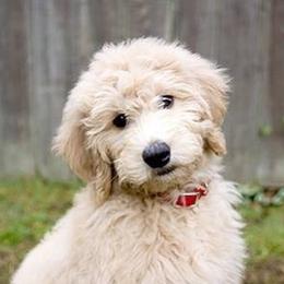 Goldendoodles from Southern Coast Goldendoodles