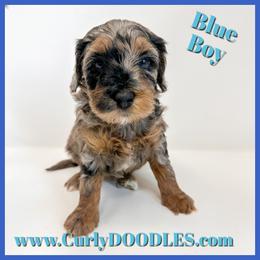 On Hold - Merle male Goldendoodle puppy in Taneytown, Maryland from Curlydoodles