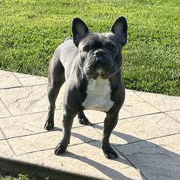Theo - French Bulldog