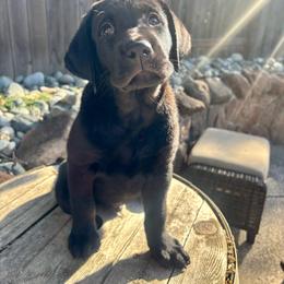 Ranger - Black Collar - Black male Labrador Retriever puppy in Galt, California from On My Side Kennels