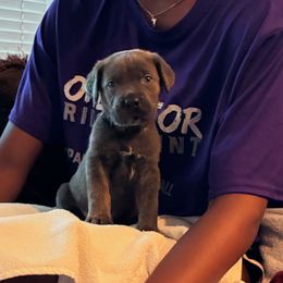 Ali - Gray male Cane Corso puppy in Sienna, Texas from Robinson Elite Corsos