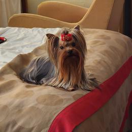Thomas  - Yorkshire Terrier