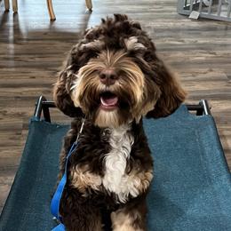 Willow - Australian Labradoodle