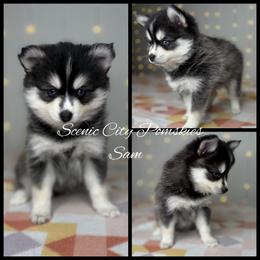 Sam the snowman - Gray and white male Pomsky puppy in Rossville, Georgia from Scenic City Pomskies