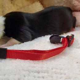Miniature Australian Shepherd Puppies from Barnyard Mini Aussies