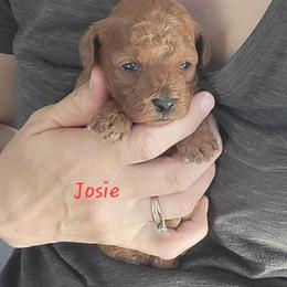 Josie - Red  female Poodle puppy in Montrose, Pennsylvania from Tales Of Joy