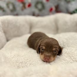 Jenna - Chocolate and cream female Dachshund puppy in Fort Gibson, Oklahoma from Cooper’s Dachshunds