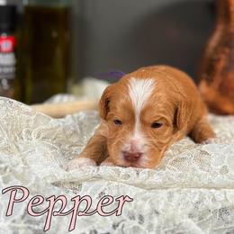 Pepper - Caramel female Australian Labradoodle puppy in Decatur, Alabama from Southern Meadows Doodles