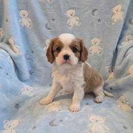 Hank - Blenheim male Cavalier King Charles Spaniel puppy in Pennsylvania from Julie's Cavalier King Charles Spaniels