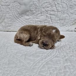 Wilder - Red  male Goldendoodle puppy in Floyd, Virginia from Hearts and Paws Poodles and Doodles