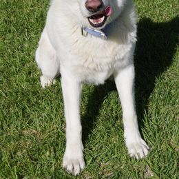 German Shepherds from Mercy's White Shepherds