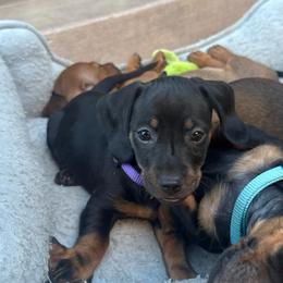 Purple collar girl - Black and tan female Dachshund puppy in Modesto, California from The dachshunds
