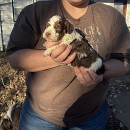 Archie - Red tri-color male Aussiedoodle puppy in Hopkins, Missouri from Mowry Creek Mini Aussiedoodles and More