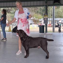 Cedar - Labrador Retriever