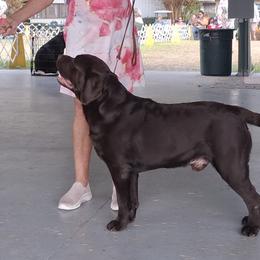 Cedar - Labrador Retriever
