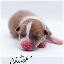 Blitzen - Sable male Pembroke Welsh Corgi puppy in Poteau, Oklahoma from Half-Pint Corgis