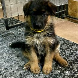 Yellow Female - Black and red female German Shepherd puppy in Puyallup, Washington from Majestic Royal German Shepherd’s