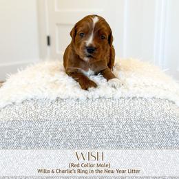 WISH - Red  male Goldendoodle puppy in Bell Buckle, Tennessee from Precious Puptown Doodles