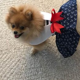 Pomeranian Puppies from Pomflower Pomeranians