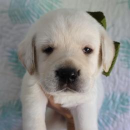 Kirk - Yellow male Labrador Retriever puppy in Dunnellon, Texas from Belle Rose Labradors