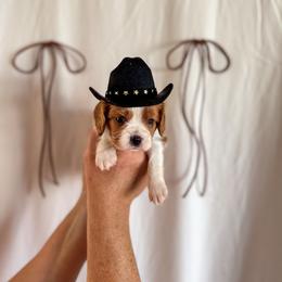 Bronco - Blenheim male Cavalier King Charles Spaniel puppy in Vaughn, Montana from Alpine Cavaliers