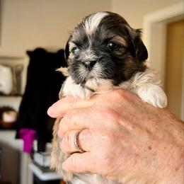 Minnie - Brown female Shichon puppy in Pennsylvania from Manor Hills Shih Tzus