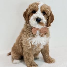 Australian Labradoodle Puppies from West Haven Australian Labradoodles