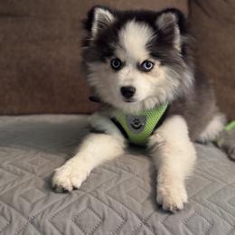 Pomsky and Siberian Husky Puppies from Hemlock Pines Pomsky