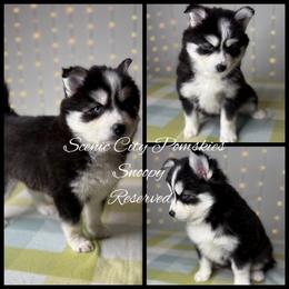 Snoopy - Black and white male Pomsky puppy in Rossville, Georgia from Scenic City Pomskies