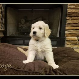 French Bulldog, Goldendoodle, and Golden Retriever Puppies from Crystal Coast Kennels, LLC