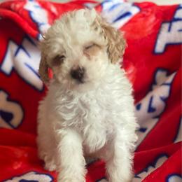 Peanut - Parti male Goldendoodle puppy in Cumberland, Rhode Island from minigoldendoodlesofRI
