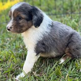 Bear - Blue merle male Aussiedoodle puppy in Ambrose, Georgia from Brandilyn's Aussies