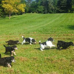 Poodle Puppies from New Hope Standard Poodles