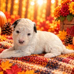 Taffy - White female Cavapoo puppy in Myrtle Beach, South Carolina from Colorful-K9'S