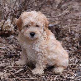 Kirby - Cream male Whoodle puppy in West Bend, Iowa from Blue Skies Terriers