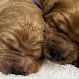 Boy 2 - Dark golden Golden Retriever puppy in Casper, Wyoming from Rosie’s Goldies